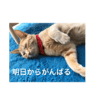 茶トラさんのスタンプ2（個別スタンプ：8）