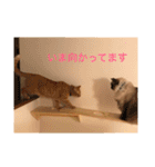 茶トラさんのスタンプ2（個別スタンプ：9）