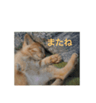 茶トラさんのスタンプ2（個別スタンプ：15）