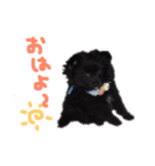 黒ポメラニアン エディ君（個別スタンプ：3）
