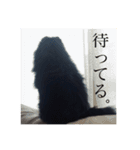 黒ポメラニアン エディ君（個別スタンプ：5）