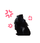 黒ポメラニアン エディ君（個別スタンプ：9）
