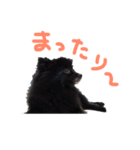 黒ポメラニアン エディ君（個別スタンプ：14）