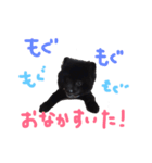 黒ポメラニアン エディ君（個別スタンプ：19）