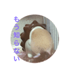 キンクマもちちゃん（個別スタンプ：5）