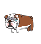 Pungkung the Bulldog（個別スタンプ：3）