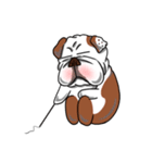 Pungkung the Bulldog（個別スタンプ：18）