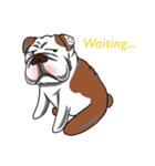 Pungkung the Bulldog（個別スタンプ：21）