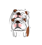 Pungkung the Bulldog（個別スタンプ：27）