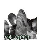 短足ルーナさん（個別スタンプ：8）