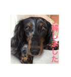 可愛いミニチュアダックスフント・ジャズ君（個別スタンプ：3）