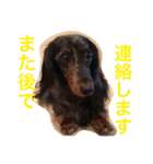 可愛いミニチュアダックスフント・ジャズ君（個別スタンプ：4）