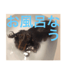 可愛いミニチュアダックスフント・ジャズ君（個別スタンプ：7）