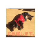 可愛いミニチュアダックスフント・ジャズ君（個別スタンプ：8）
