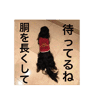 可愛いミニチュアダックスフント・ジャズ君（個別スタンプ：10）