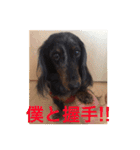 可愛いミニチュアダックスフント・ジャズ君（個別スタンプ：11）