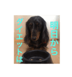 可愛いミニチュアダックスフント・ジャズ君（個別スタンプ：14）