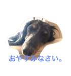 可愛いミニチュアダックスフント・ジャズ君（個別スタンプ：18）