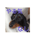 可愛いミニチュアダックスフント・ジャズ君（個別スタンプ：20）