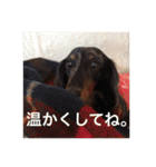 可愛いミニチュアダックスフント・ジャズ君（個別スタンプ：21）