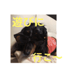 可愛いミニチュアダックスフント・ジャズ君（個別スタンプ：22）