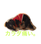 可愛いミニチュアダックスフント・ジャズ君（個別スタンプ：23）