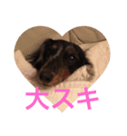 可愛いミニチュアダックスフント・ジャズ君（個別スタンプ：26）