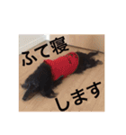 可愛いミニチュアダックスフント・ジャズ君（個別スタンプ：27）