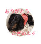 可愛いミニチュアダックスフント・ジャズ君（個別スタンプ：28）