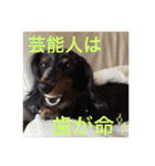 可愛いミニチュアダックスフント・ジャズ君（個別スタンプ：29）