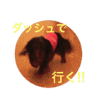 可愛いミニチュアダックスフント・ジャズ君（個別スタンプ：31）