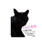 nyanta！！（個別スタンプ：1）