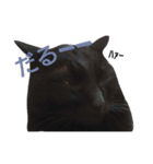 nyanta！！（個別スタンプ：2）