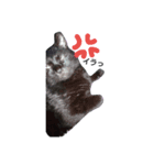 nyanta！！（個別スタンプ：4）