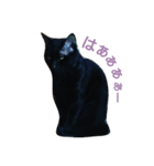 nyanta！！（個別スタンプ：5）