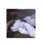 家猫の気持ち（個別スタンプ：1）