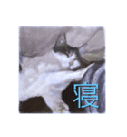 家猫の気持ち（個別スタンプ：2）
