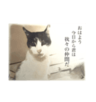 家猫の気持ち（個別スタンプ：4）
