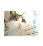 家猫の気持ち（個別スタンプ：5）