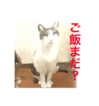 家猫の気持ち（個別スタンプ：7）