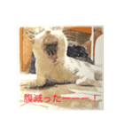 家猫の気持ち（個別スタンプ：8）