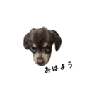 かにんへんだっくす（個別スタンプ：1）