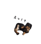 かにんへんだっくす（個別スタンプ：6）