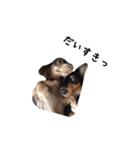 かにんへんだっくす（個別スタンプ：7）