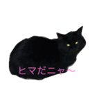 猫さんズ（個別スタンプ：1）