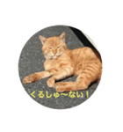 猫さんズ（個別スタンプ：5）