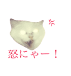 ぶさかわ猫クロちゃんの写真スタンプ（個別スタンプ：3）