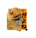 ポメラニアンのレオン（個別スタンプ：2）