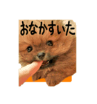 ポメラニアンのレオン（個別スタンプ：6）