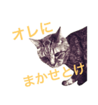 Hino and Moro's cats and dog4（個別スタンプ：14）